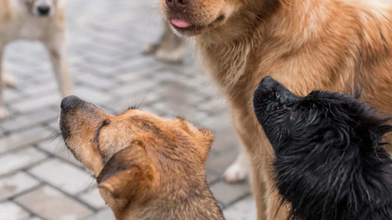 Vários cães de abrigo atrás de uma grade, à espera de adoção