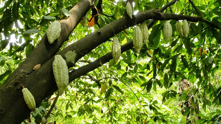 Cacau Park, em Itu, terá cinema de voo com sete aromas; abertura é prevista para dezembro de 2027