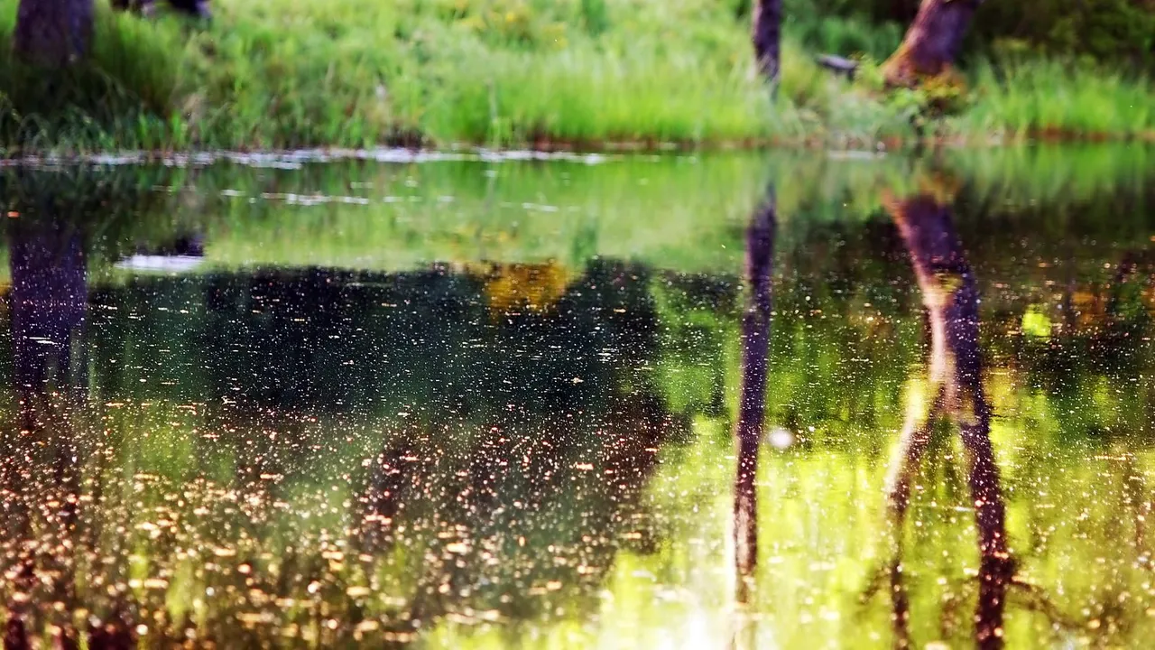 Árvores refletidas na água calma de um lago em um parque