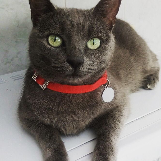 Luna, gatinha do Trevor Luis Leme | Cidade Sorocaba