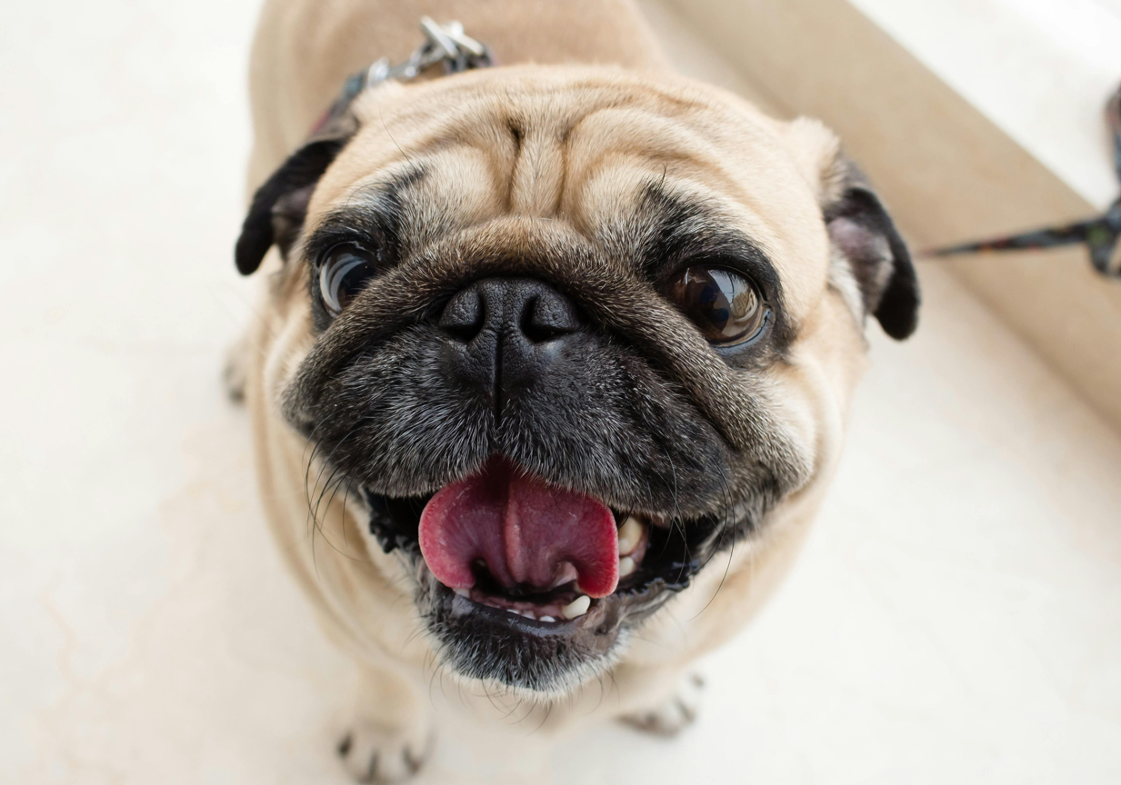 Encontro de Pugs Shopping Cidade Sorocaba